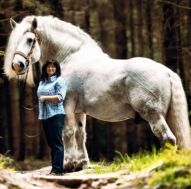Giant Percheron Horse @bilderbettina